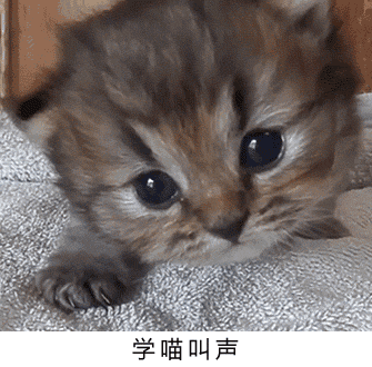 楠楠猫言猫语高清大图:今天的社会，养狗养猫，主人自称是狗妈猫妈，正常吗？