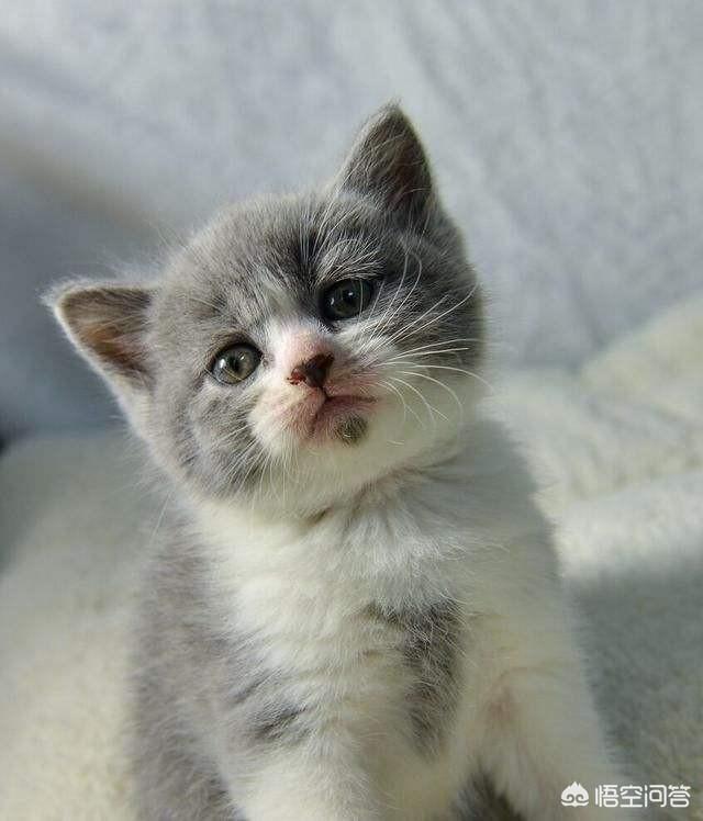 小花猫喵喵叫:为什么新领回来的小猫不停叫呢？