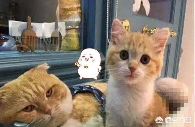 小花猫喵喵叫:小奶猫为什么总是嗷嗷叫呀？