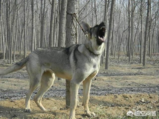 狼青狗:怎样挑选纯种昆明犬狼青？