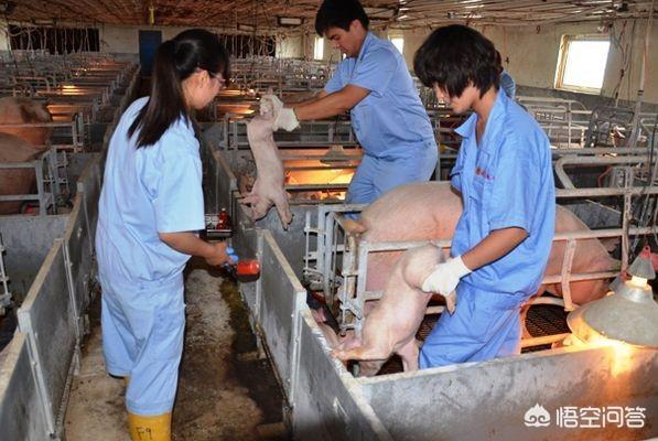 调剂母猪的产后护理:家里母猪自从生了小猪后就不吃不喝，该如何对她进行产后护理？