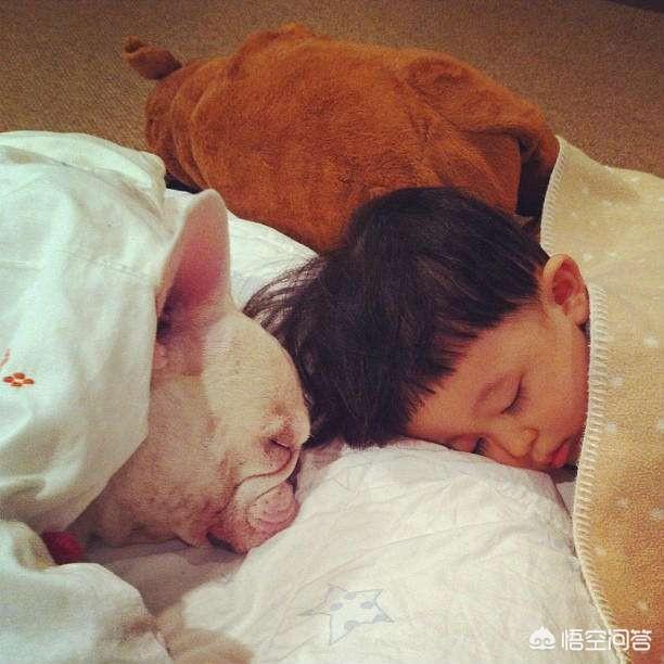斗牛犬:宠物法国斗牛犬现在值得入手一只吗？