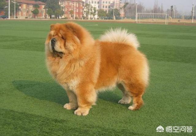 中国冠毛犬图片:都是土狗，为什么中华田园犬这么便宜，日本柴犬那么贵？ 中国冠毛犬的图片