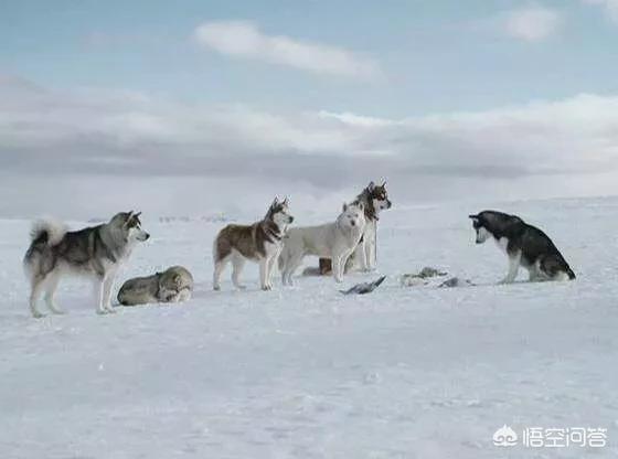 改变世界的犬类流浪狗:一群狗流浪久了会逐步具备狼群的社会特点吗？ 比特犬不敢招惹的狗