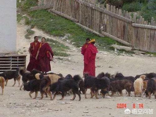 改变世界的犬类流浪狗:一群狗流浪久了会逐步具备狼群的社会特点吗？ 比特犬不敢招惹的狗