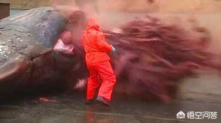 鲸鱼爆炸:鲸鱼死后还会爆炸？为什么？