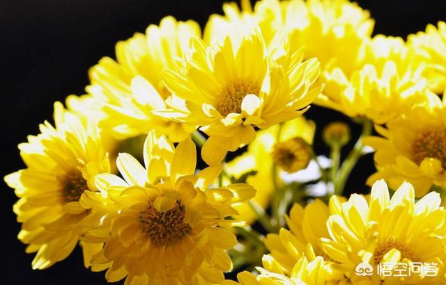 头条问答 菊花一般在什么时候开 花卉网的回答 0赞