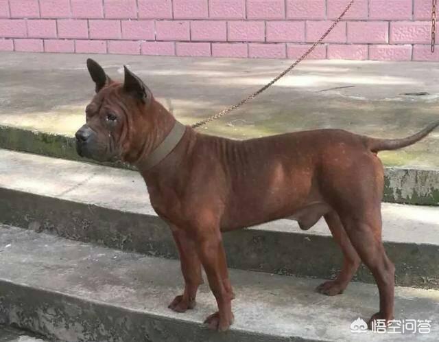 中国猎犬论坛买卖:我国纯种的箭毛幼犬多少钱？有哪些购买渠道？为何？