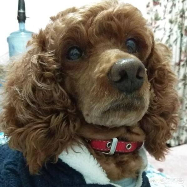 小小熊犬业:养一头松狮一个月的成本是多少？养的时候需要注意哪些问题？