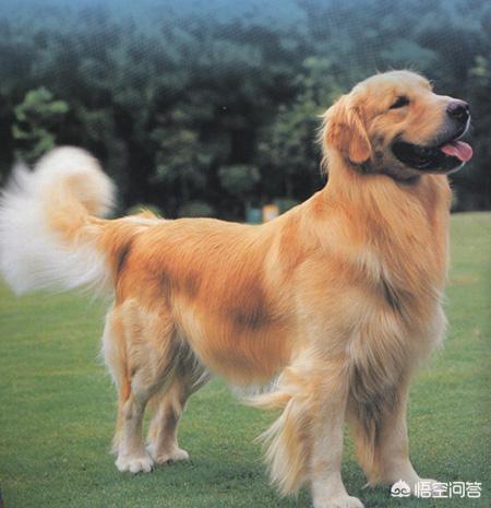 金毛犬吧:大家有养过金毛吗，有什么经验可以分享吗？ 金毛犬吧 金毛犬吧