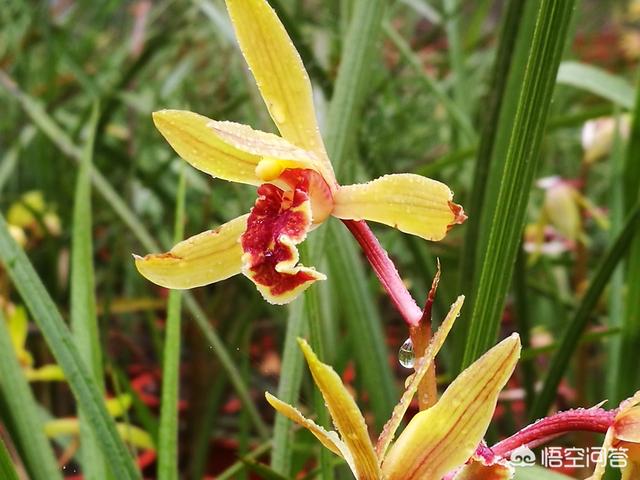 7色花冲凉:兰花在花期可以晒太阳吗？需要注意什么？