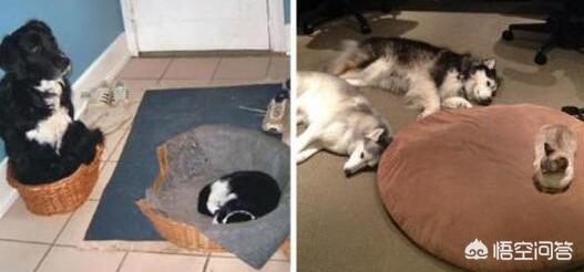 动物性行为狗锁猫视频:狗可以和人一起在床上睡觉吗？