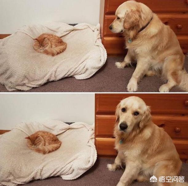 动物性行为狗锁猫视频:狗可以和人一起在床上睡觉吗？