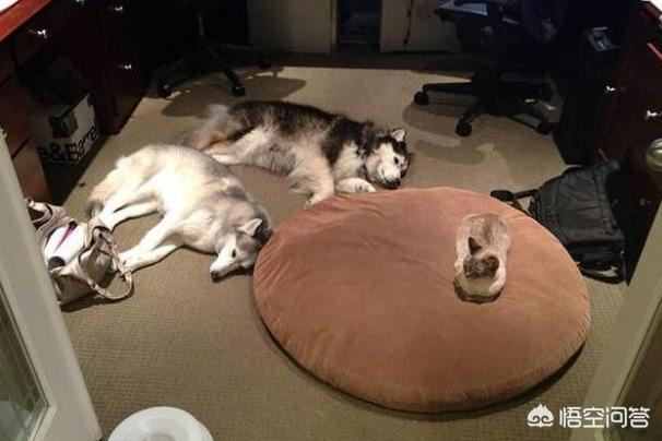 动物性行为狗锁猫视频:狗可以和人一起在床上睡觉吗？