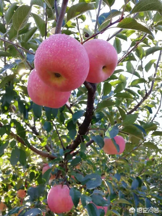 苹果树秋季发芽这是为什么