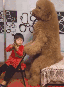 介绍贵妇人犬:宠物数量排行榜第一的泰迪狗，为何如此受欢迎？