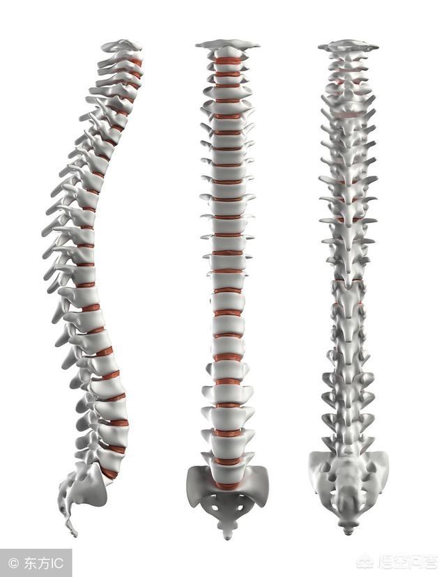 脊柱疼痛怎么回事;脊柱疼痛怎么回事挂啥科
