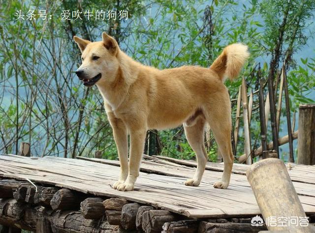 中国冠毛犬:中国本土有比较受欢迎的哪些犬种？