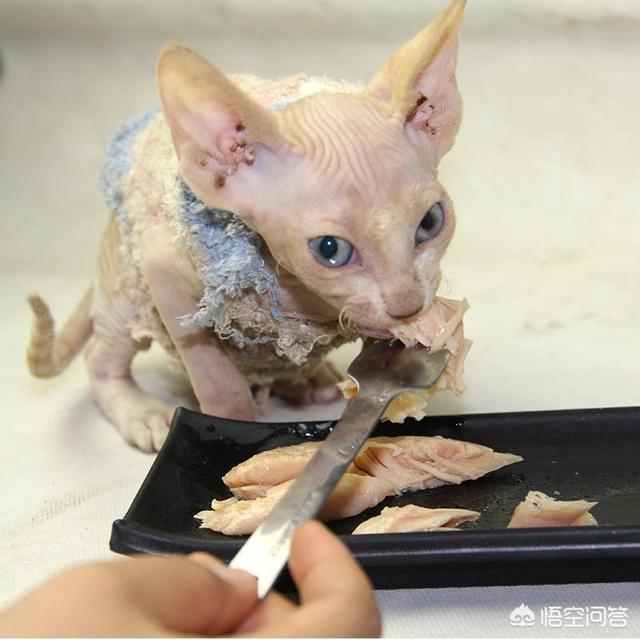 禾仕嘉宠物零食:三个月大的猫咪有什么它可以吃的宠物零食吗？ 禾仕嘉宠物零食怎么样