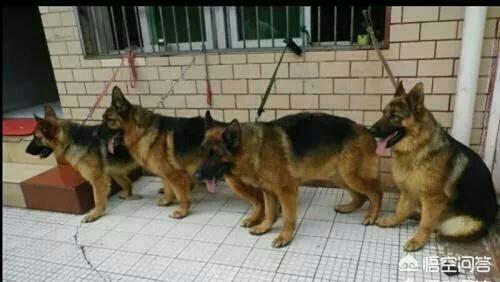 中国牧羊犬在线:中国喂养德国牧羊犬的人多吗？为什么？