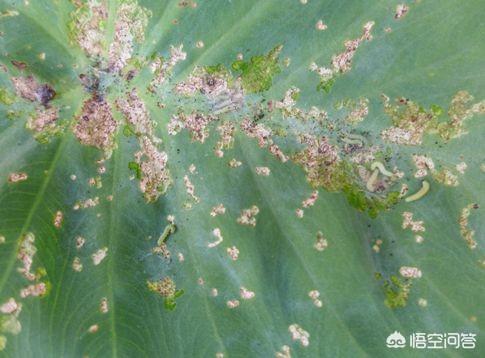 我种的芋头都让虫子吃了 药没管用怎么解决 元泽漫画