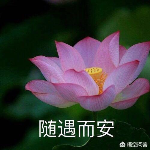头条问答 - 有什么佛系的微信头像?(20个回答)
