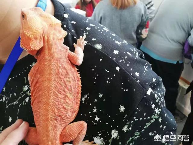 上海宠物展团购:哪里可以查到2018年宠物用品展会的信息？ 2021上海宠物展