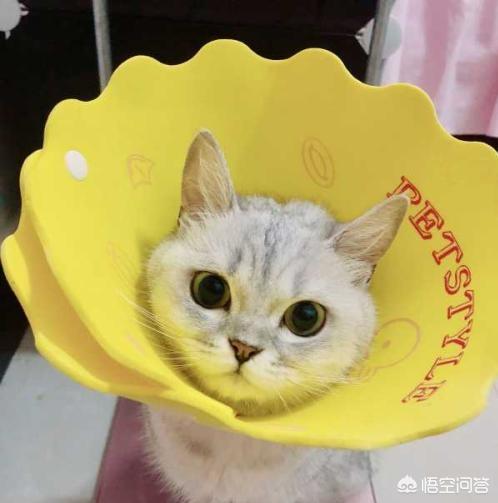 婴儿猫癣初期症状图片:三个月的一窝小猫都有猫癣，该怎么办呢？