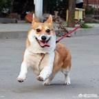 拉布拉多幼犬怎么补钙:狗狗补微量元素要吃点什么？
