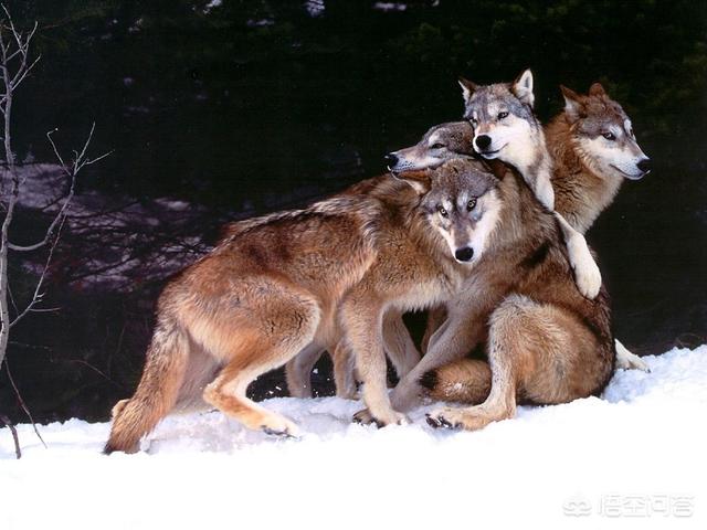 魔兽世界战斗宠物座狼幼崽:假如一只宠物狗从小放到狼群里，长大后会变成狼吗？为什么？