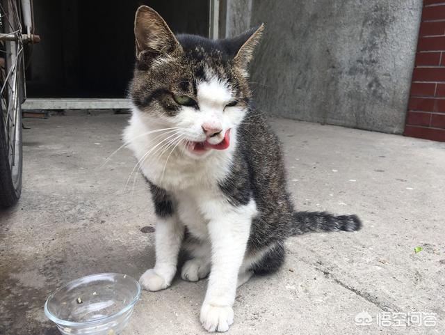 猫叔大白主人是:家猫是怎么看待流浪猫的？