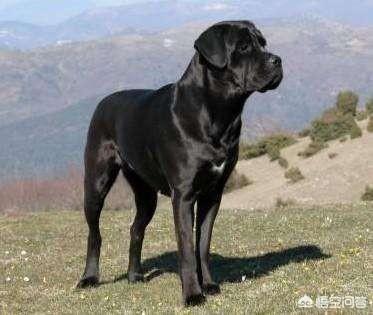 加纳利犬和卡斯罗犬:卡斯罗犬怎么样？适合家养吗？