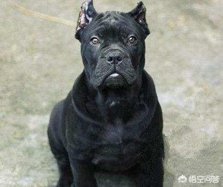 加纳利犬和卡斯罗犬:卡斯罗犬怎么样？适合家养吗？