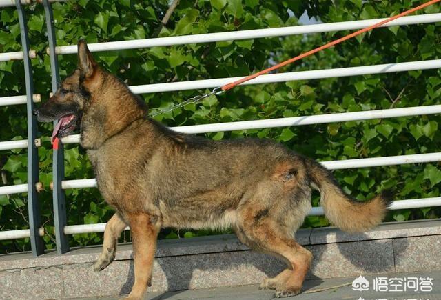 石家庄警犬图片:中国本土培育的哪种狗可以作为警犬？为什么？