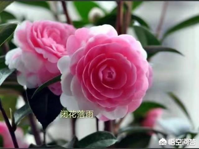 雨付梦妮:除了《不负骤雨》、《时间煮雨》之外有哪些可推荐的关于雨的歌？