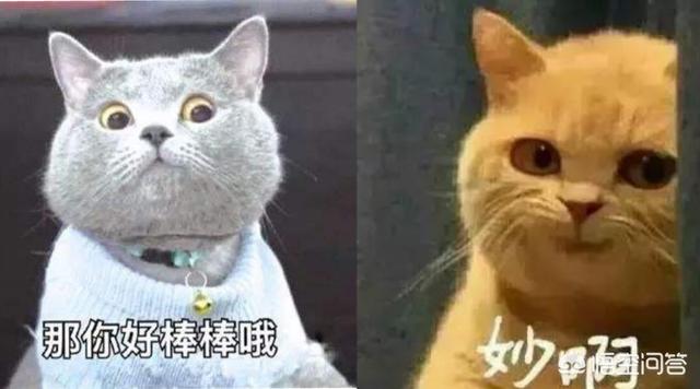 英短蓝猫养公猫好还是母猫好:养两只猫咪是同性别好还是不同性别好？