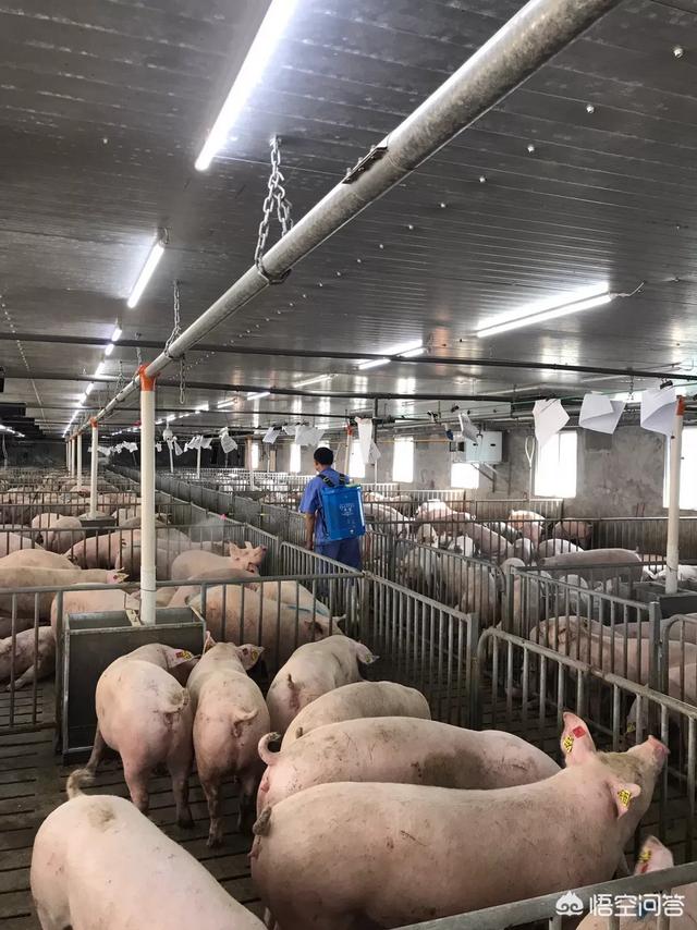如果猪价降至6元,养殖户的利润是怎样的？