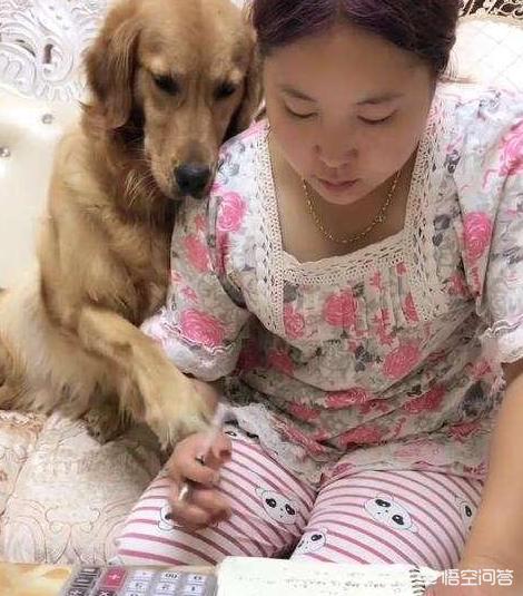 金毛体臭:金毛狗手上身上有味道，怎么去除太难闻了？