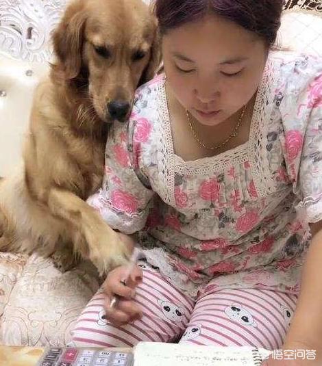 金毛体臭么:金毛犬作为家庭宠物有哪些优点和缺点？