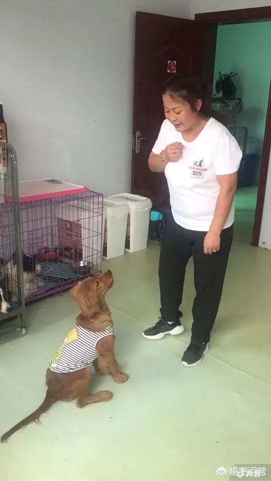 警察与防暴犬图片:防暴犬罗威纳图片 一窝狗里怎么挑最厉害的一只？有哪些办法？