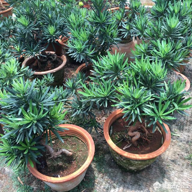 罗汉松:罗汉松造型 罗汉松用浅盆还是深盆？有哪些需要注意的？