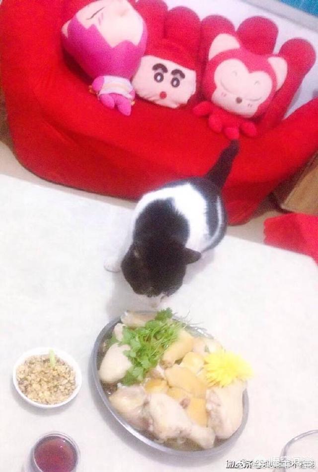 用猫狗和孩子照片做微信头像的人是什么心理