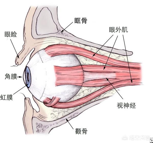 眼肌型肌無力會失明嗎