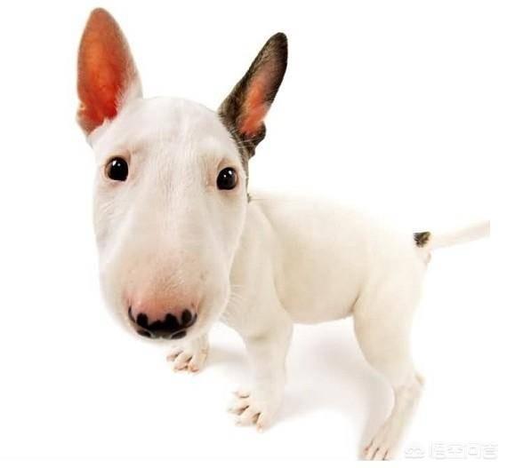 广州禁养犬种 2021:如果那些被禁养的狗狗可以养了，你想养哪一种？为什么？