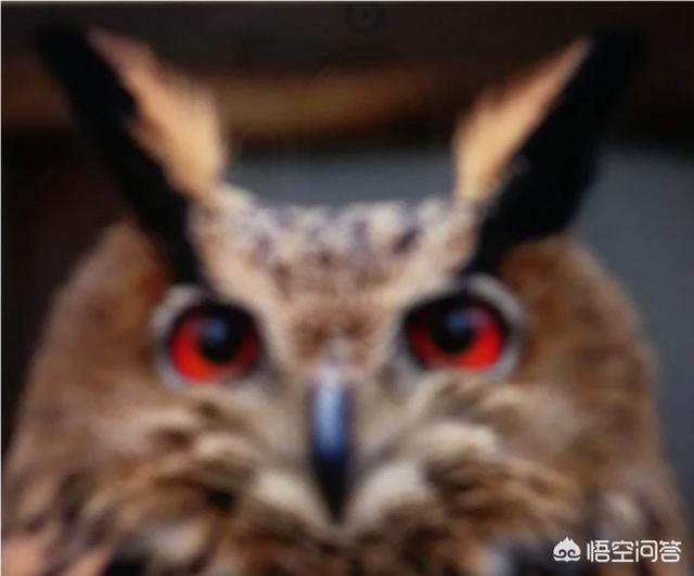 鸮鹦鹉的三种天敌是什么:农村常见的猫头鹰最害怕什么？为什么？