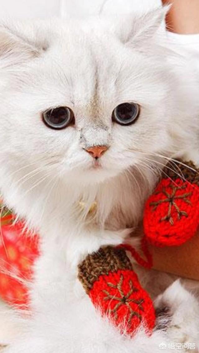 为什么我家猫不会埋屎:为什么猫咪会蹲在马桶上便便？