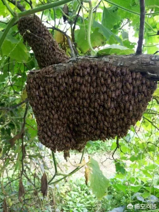 没有蜜蜂生态系将会如何，蜂箱口没有蜜蜂守卫，是怎么回事