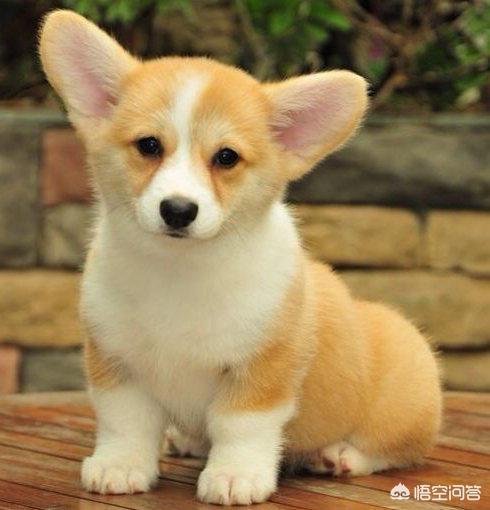 许昌柯基价格:小柯基犬的价格一般是多少钱？