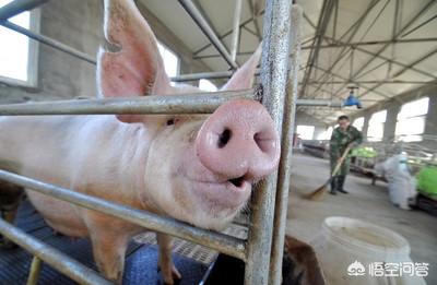母猪的产后护理abo文案:母猪产后应该如何护理，可以吃什么草药？