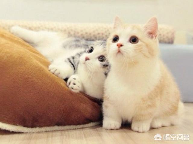 北京萨凡纳猫出售:萨凡纳猫多少钱一只 北京十渡发现“小豹子”，它有多危险？